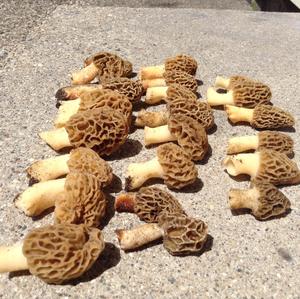 Yellow Morel