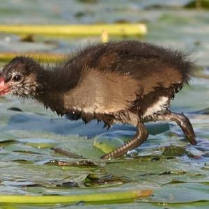 Common Moorhen