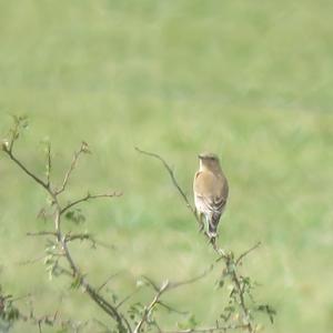 Northern Wheatear