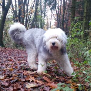 Old English Sheepdog