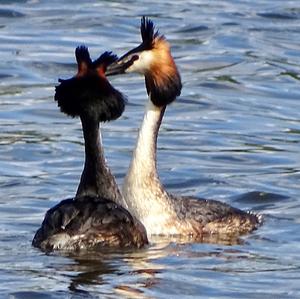 Great Crested Grebe