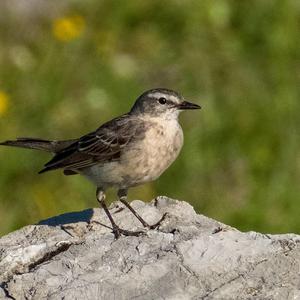 Water Pipit