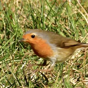 European Robin