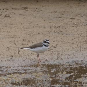 Little Ringed Plover