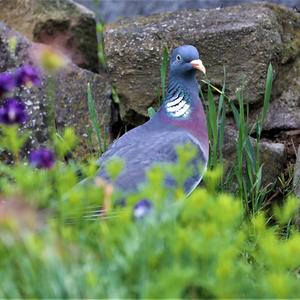 Common Wood-pigeon