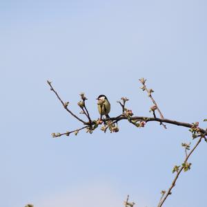 Great Tit