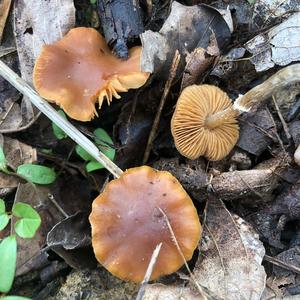 Deadly Galerina