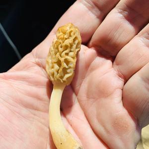 Yellow Morel