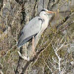 Grey Heron