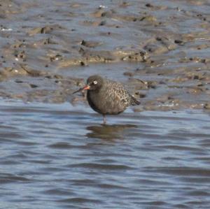 Spotted Redshank