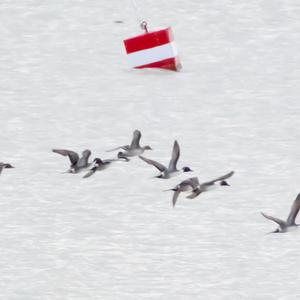 Northern Pintail