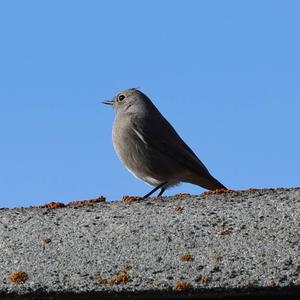 Black Redstart