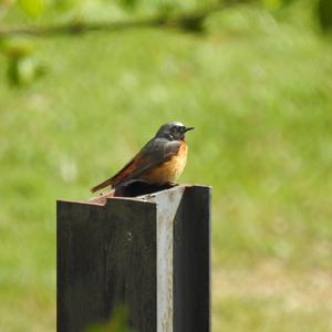 Common Redstart