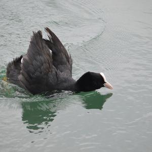 Common Coot