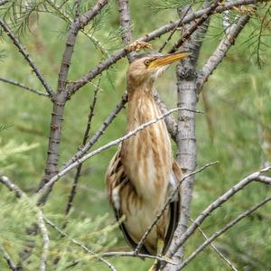 Little Bittern