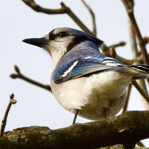 Blue Jay