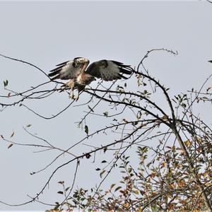 Mäusebussard