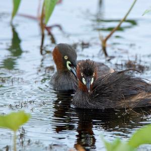 Little Grebe