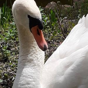 Mute Swan