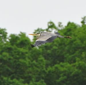 Grey Heron