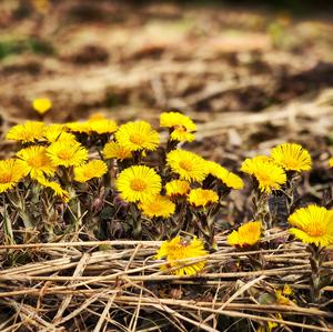 Coltsfoot