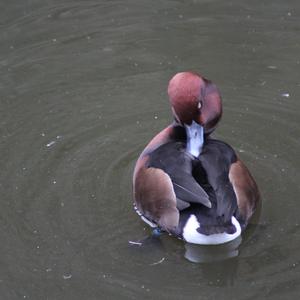 Ferruginous Duck