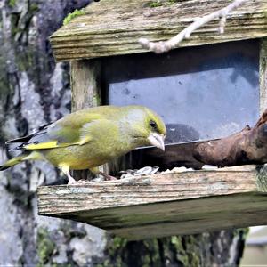 European Greenfinch