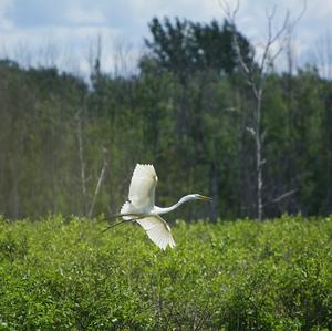 Great Egret