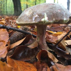 Red-cracked Bolete