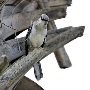 Northern Mockingbird