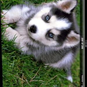 Alaskan Malamute