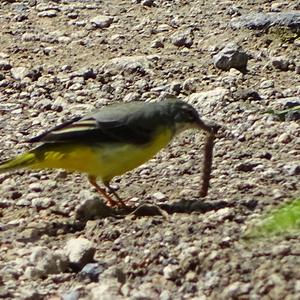 Grey Wagtail