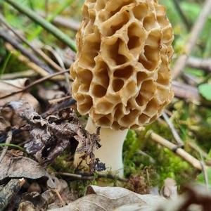 Yellow Morel