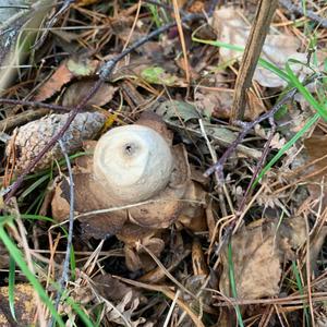 Collared Earthstar