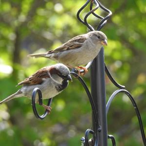 House Sparrow