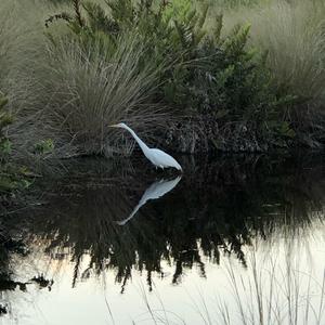 Great Egret