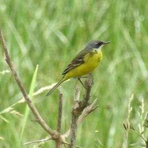 Yellow Wagtail