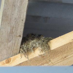 Black Redstart