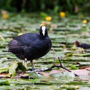 Common Coot