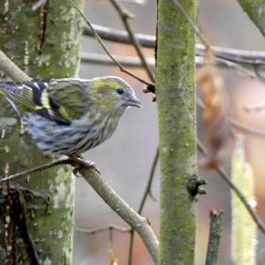 Eurasian Siskin