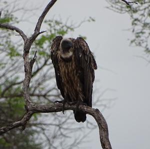 Cape Vulture