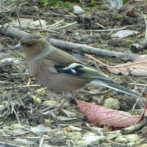 Eurasian Chaffinch