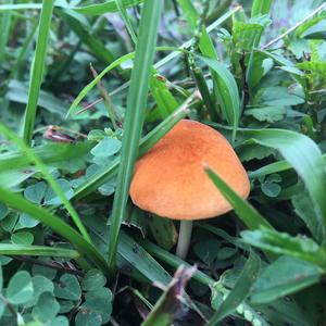 Unknown Species