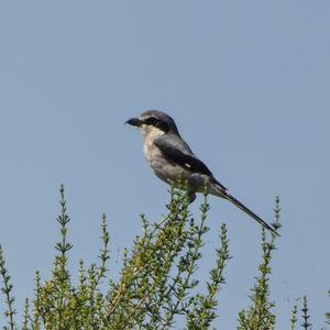 Great Grey Shrike