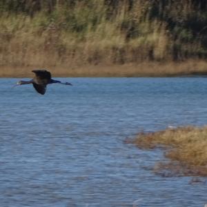 Glossy Ibis