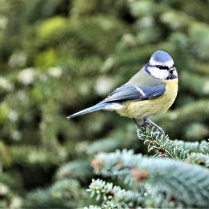 Blue Tit