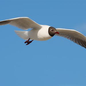 Black-headed Gull