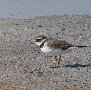 Common Ringed Plover