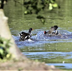 Common Moorhen