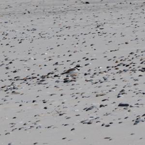 Common Ringed Plover